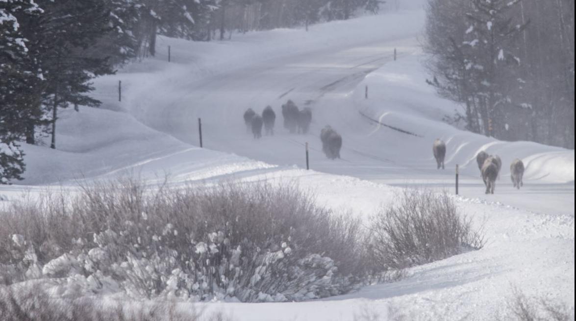Bison drive in Grand Teton National Park